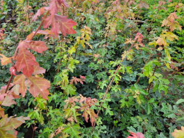 Acer campestre - (Feldahorn),